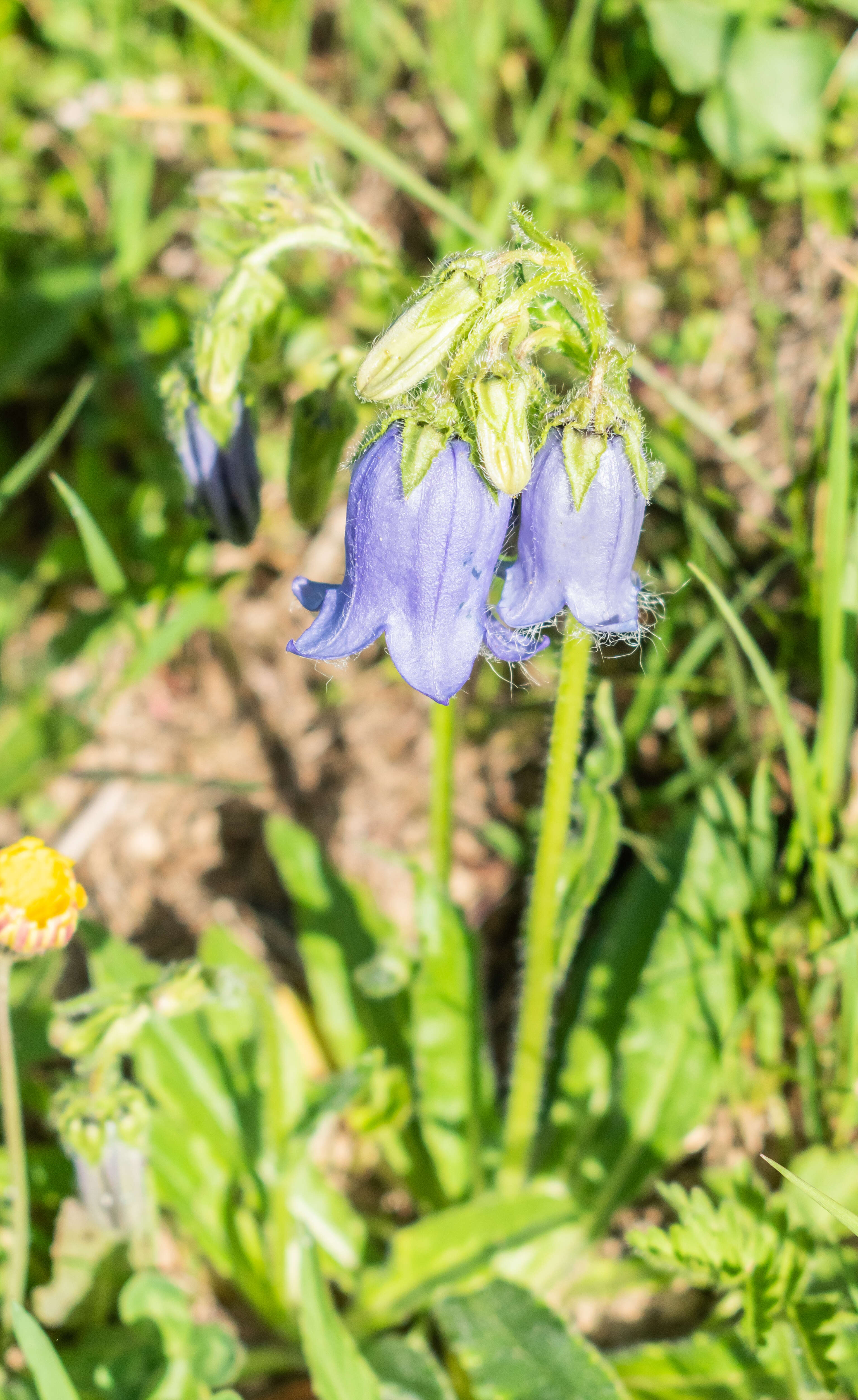 Image of Bearded Bellflower