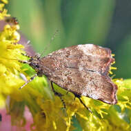 Image of Choreutis pariana