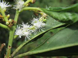 Image of Symplocos cochinchinensis (Lour.) Moore