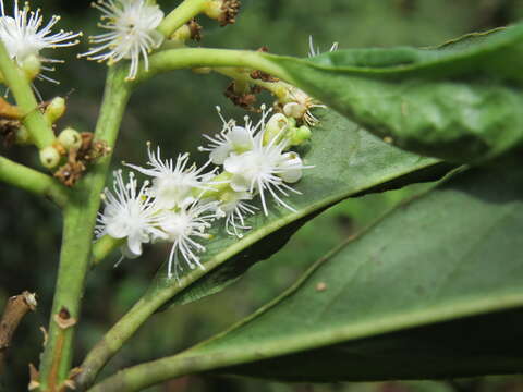 Image of Symplocos cochinchinensis (Lour.) Moore