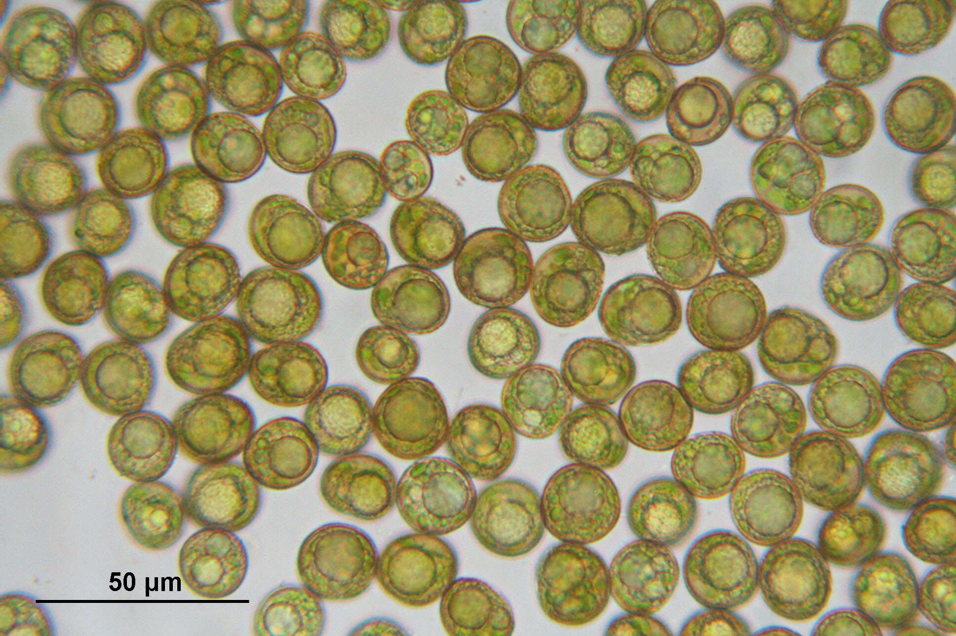 Image of pohlia moss