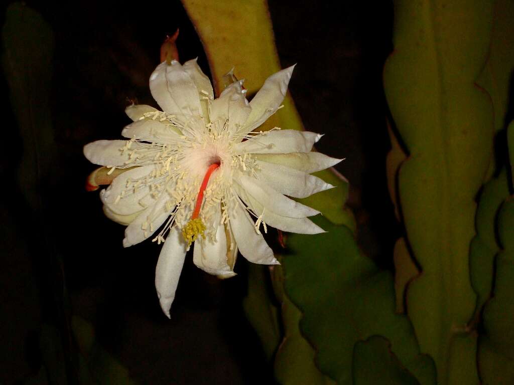 Image of Nightblooming Cactus