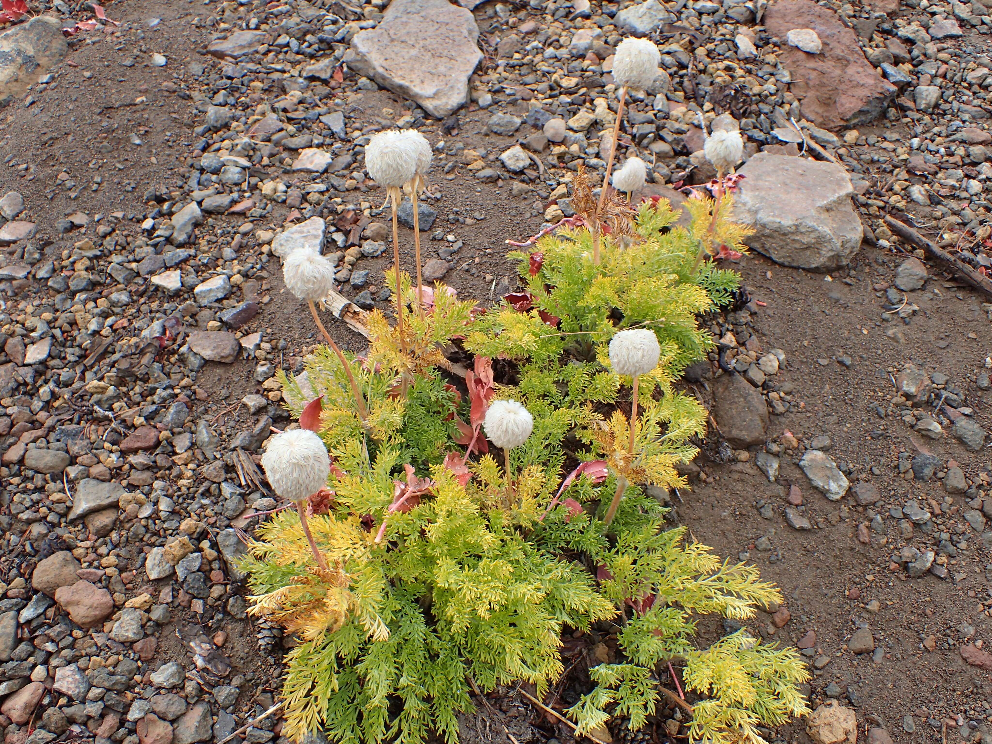 Image of white pasqueflower