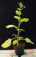 Image of Nicotiana benthamiana Domin