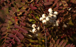 Image of Sorbus frutescens Mc All.