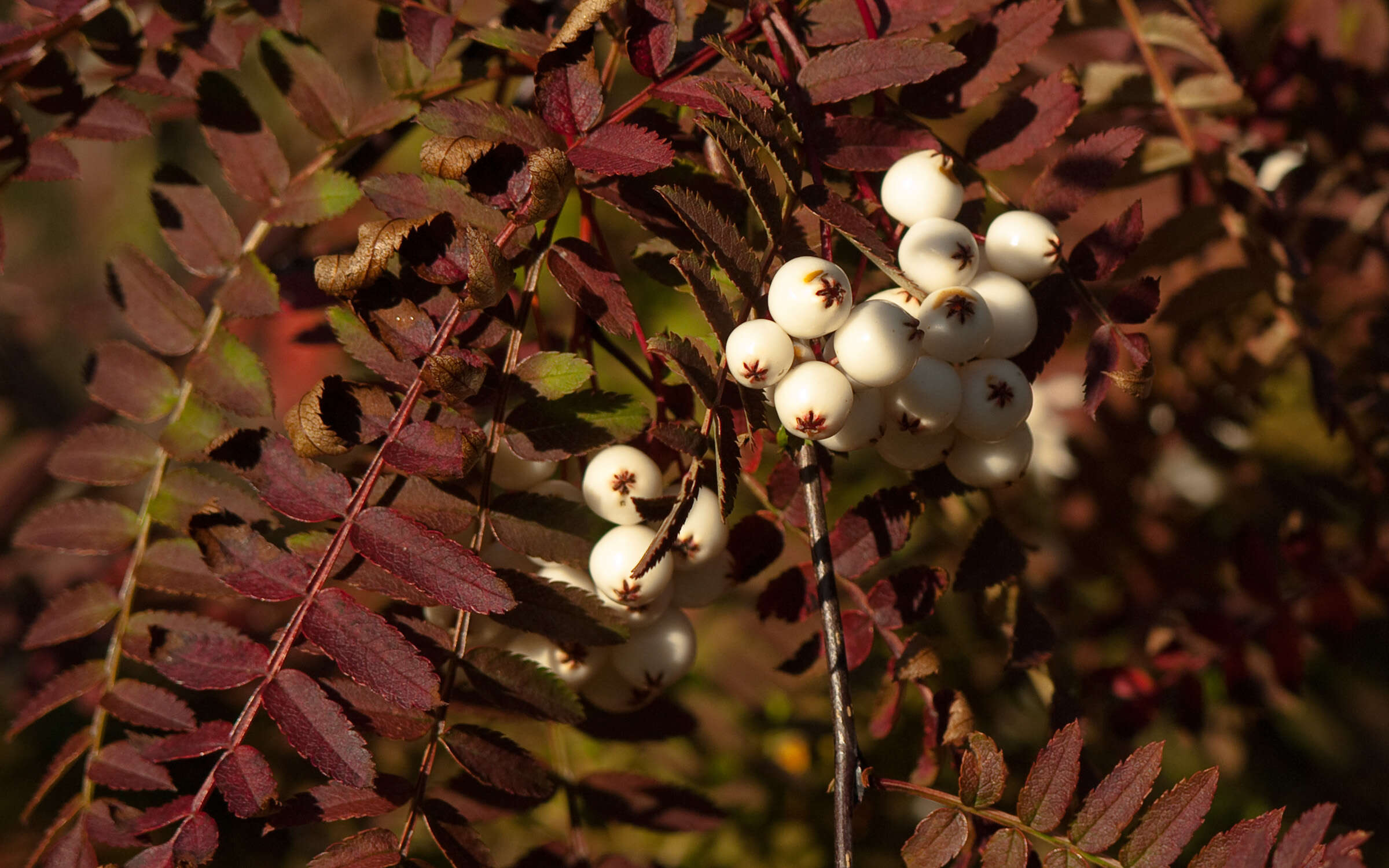 Imagem de Sorbus frutescens Mc All.