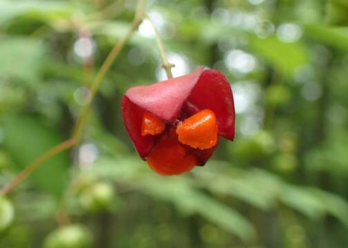 Слика од Euonymus oxyphyllus Miq.