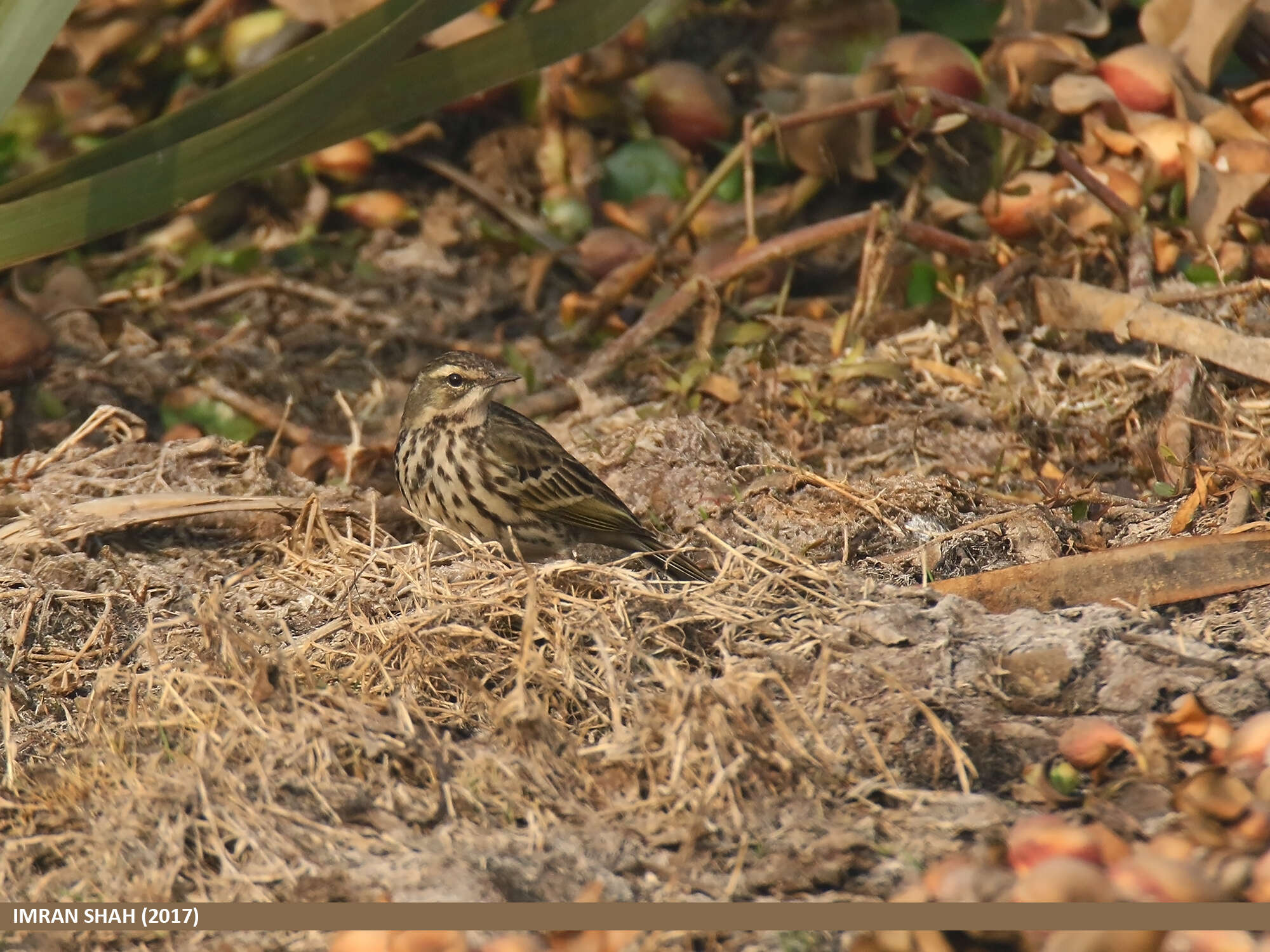 Image of Rosy Pipit