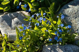 Omphalodes verna Moench的圖片