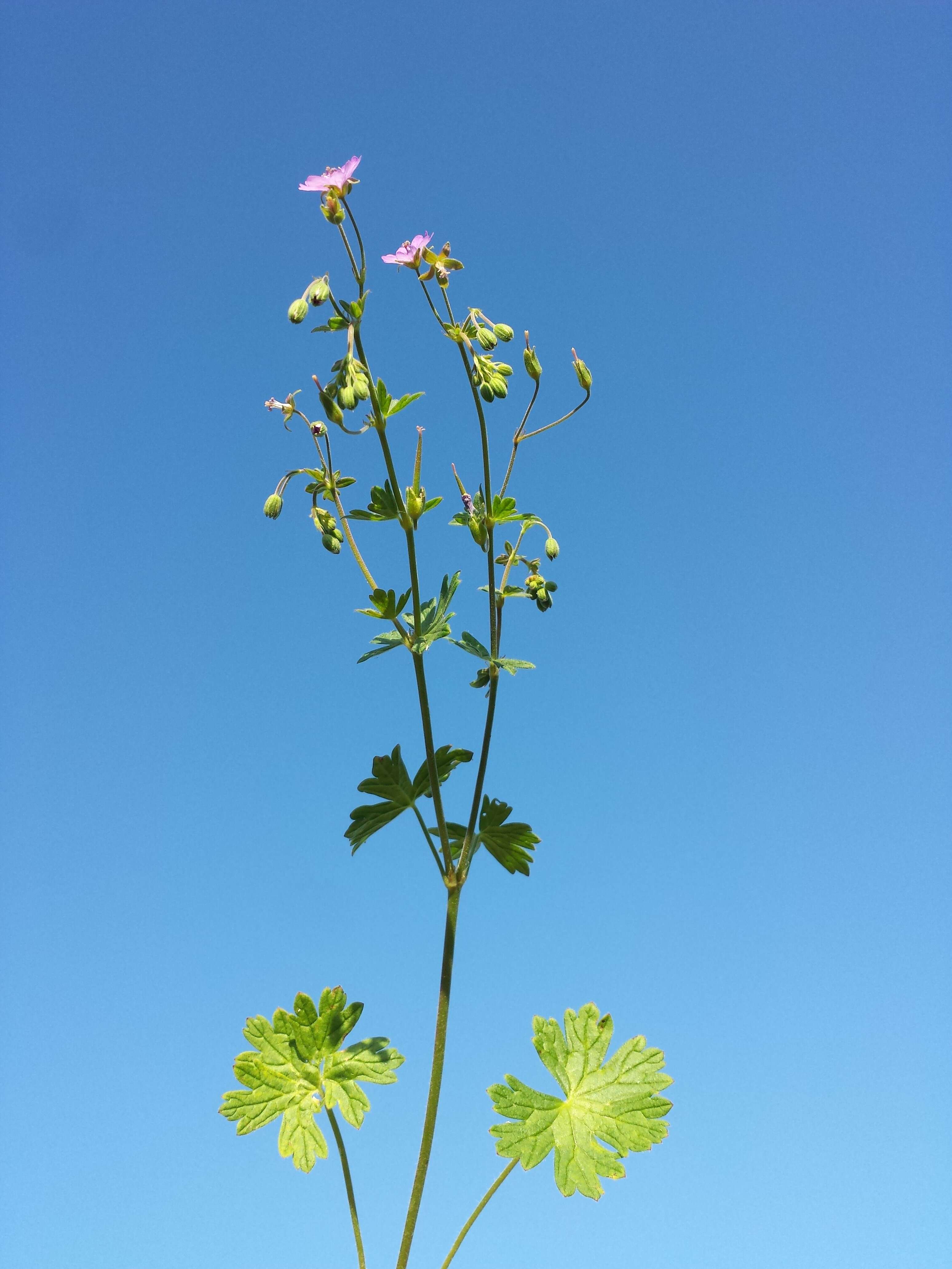 Image of hedgerow geranium