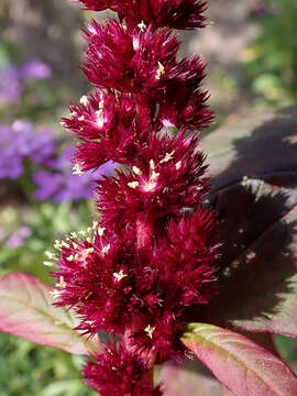 Image of Mexican Grain Amaranth