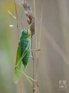 Image of Great green bushcricket