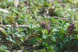 Image of bird-in-a-bush