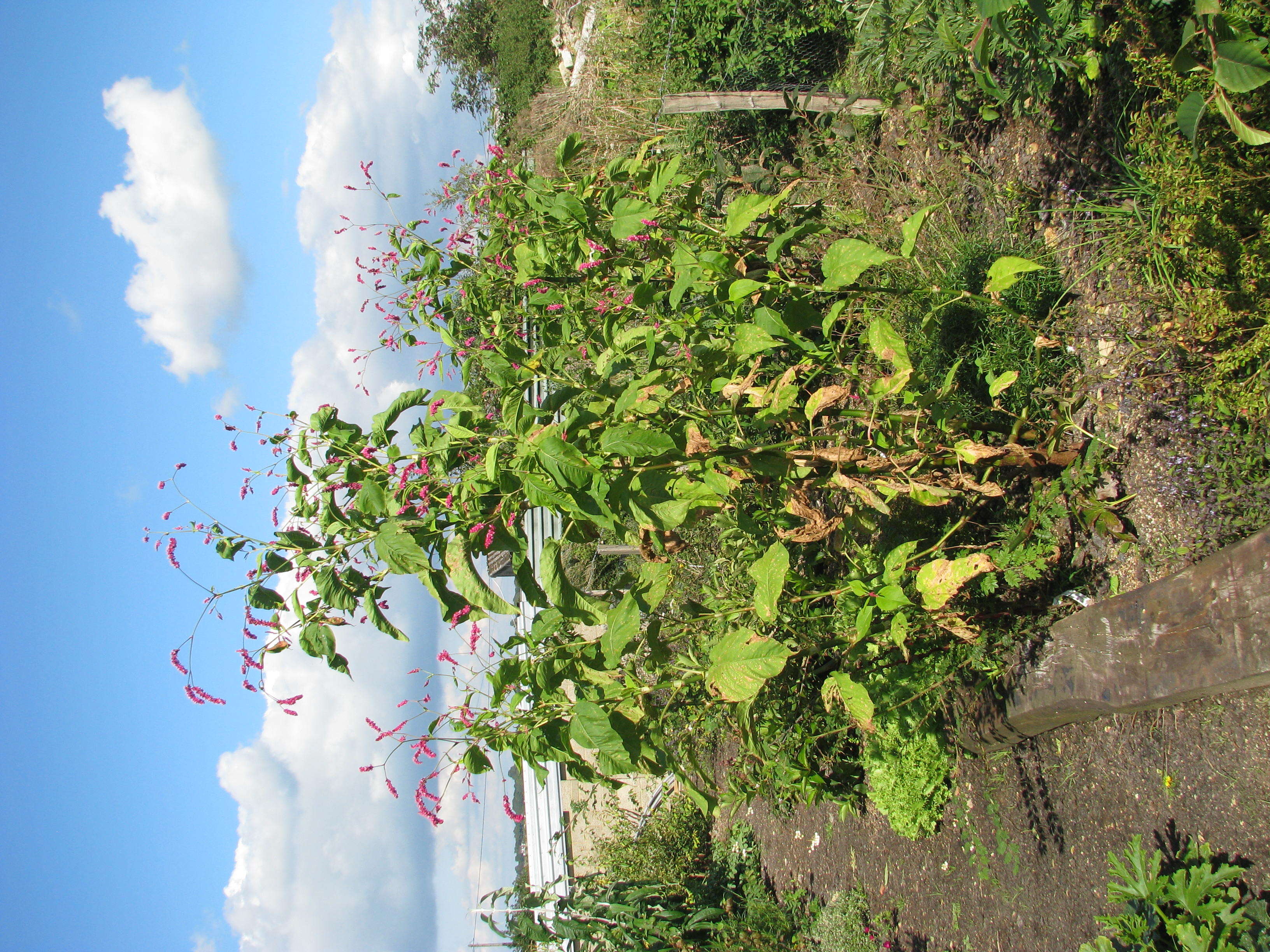 Persicaria orientalis (L.) Spach resmi