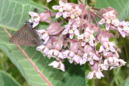 Image of hickory hairstreak