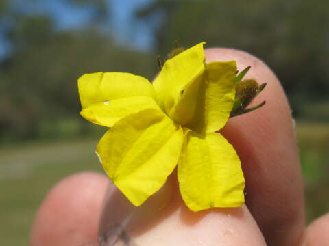 Image of Goodenia stelligera R. Br.