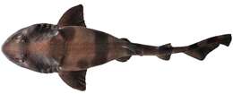 Image of Indian Swellshark