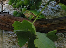 Image of European Treefrog