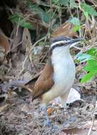 Image of Bicolored Wren