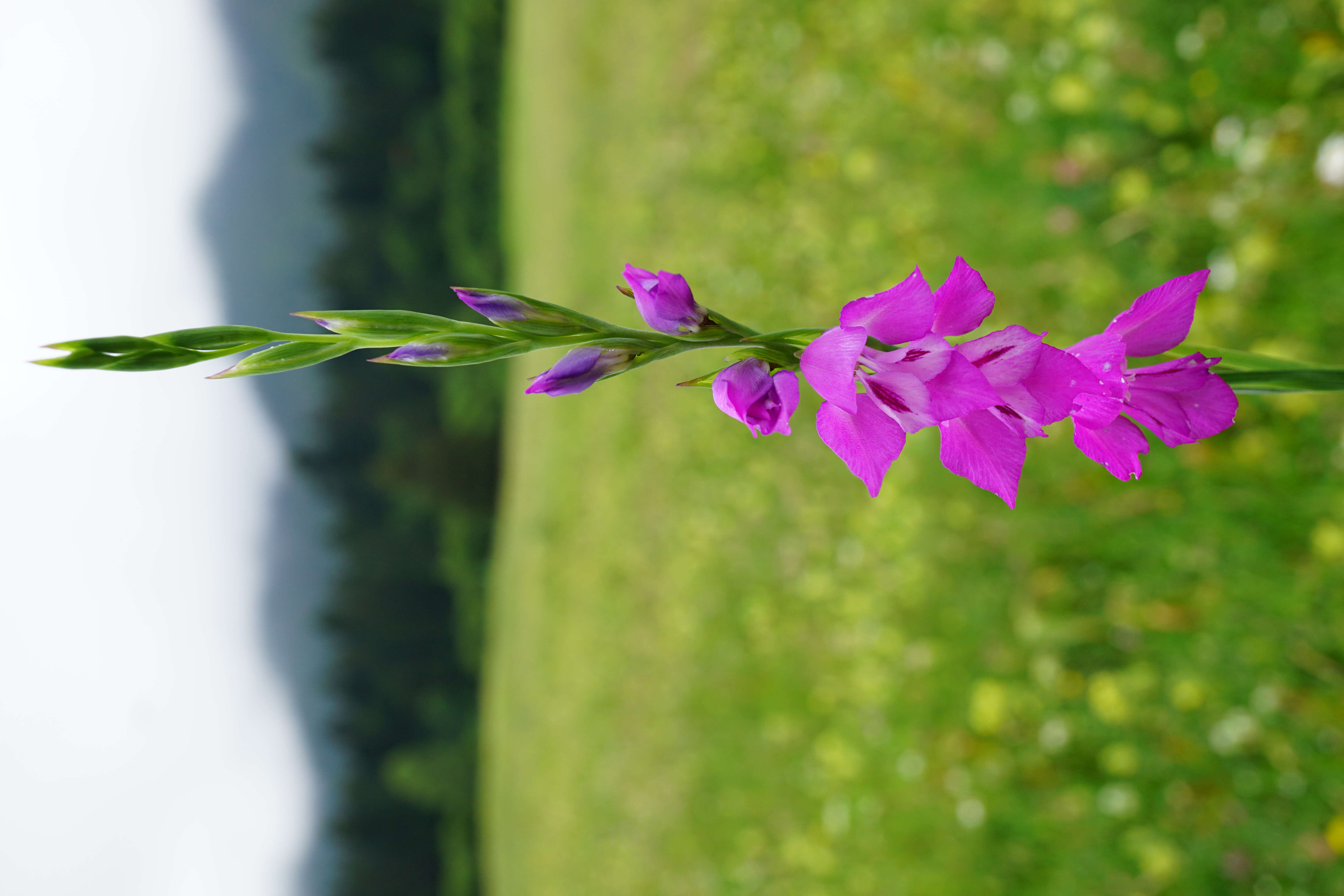 Image of Turkish Marsh Gladiolus