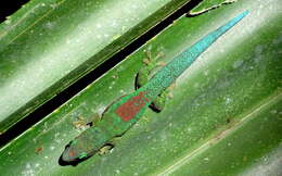 Plancia ëd Phelsuma lineata Gray 1842