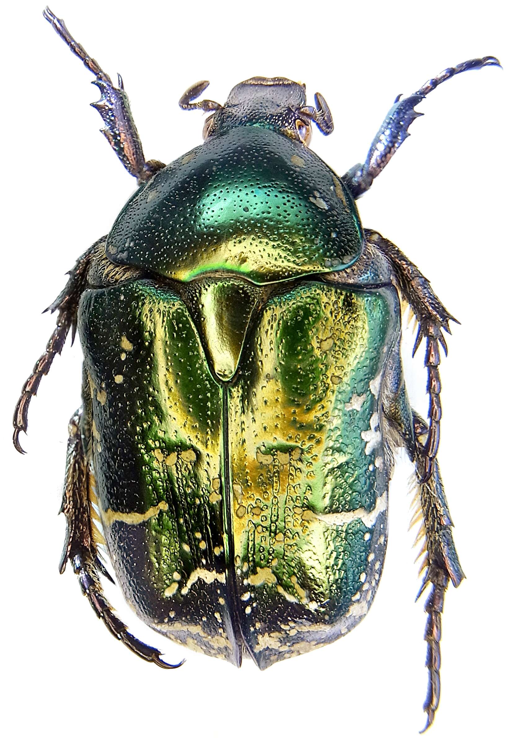 Image of Protaetia (Potosia) cuprea (Fabricius 1775)