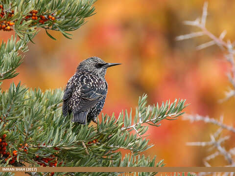 Image of Sturnus Linnaeus 1758