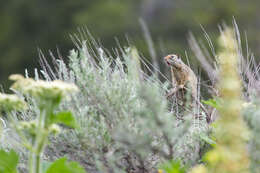 Image of Uinta ground squirrel