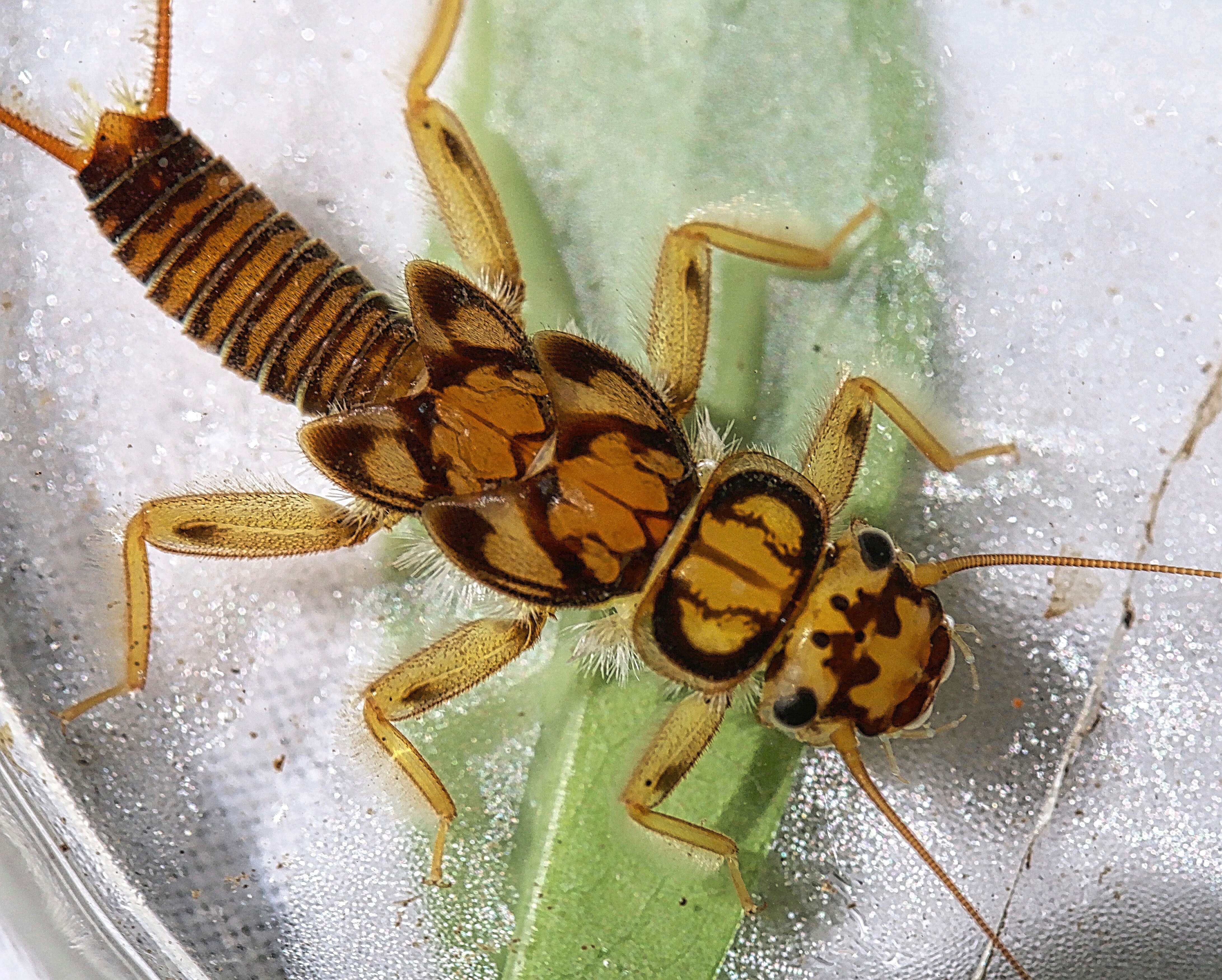 Image of Eccoptura