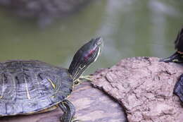 Image of slider turtle, red-eared terrapin, red-eared slider