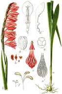 Image of Turkish Marsh Gladiolus