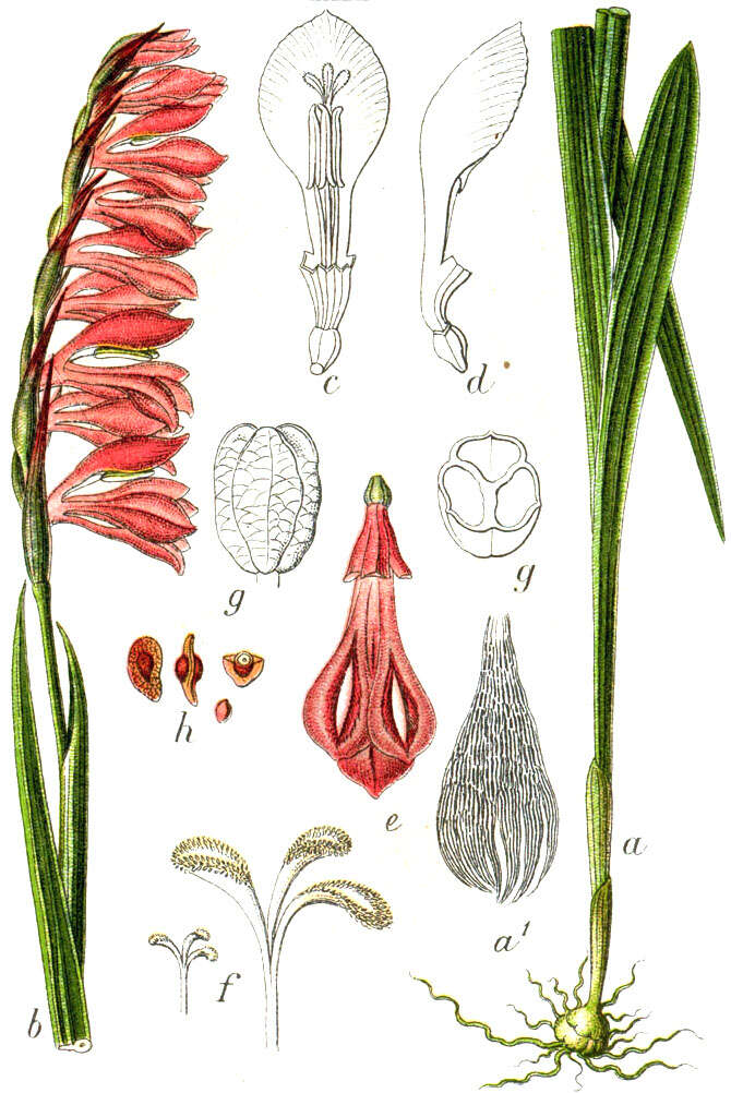 Image of Turkish Marsh Gladiolus