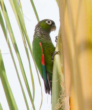 Image of Maroon-tailed Parakeet