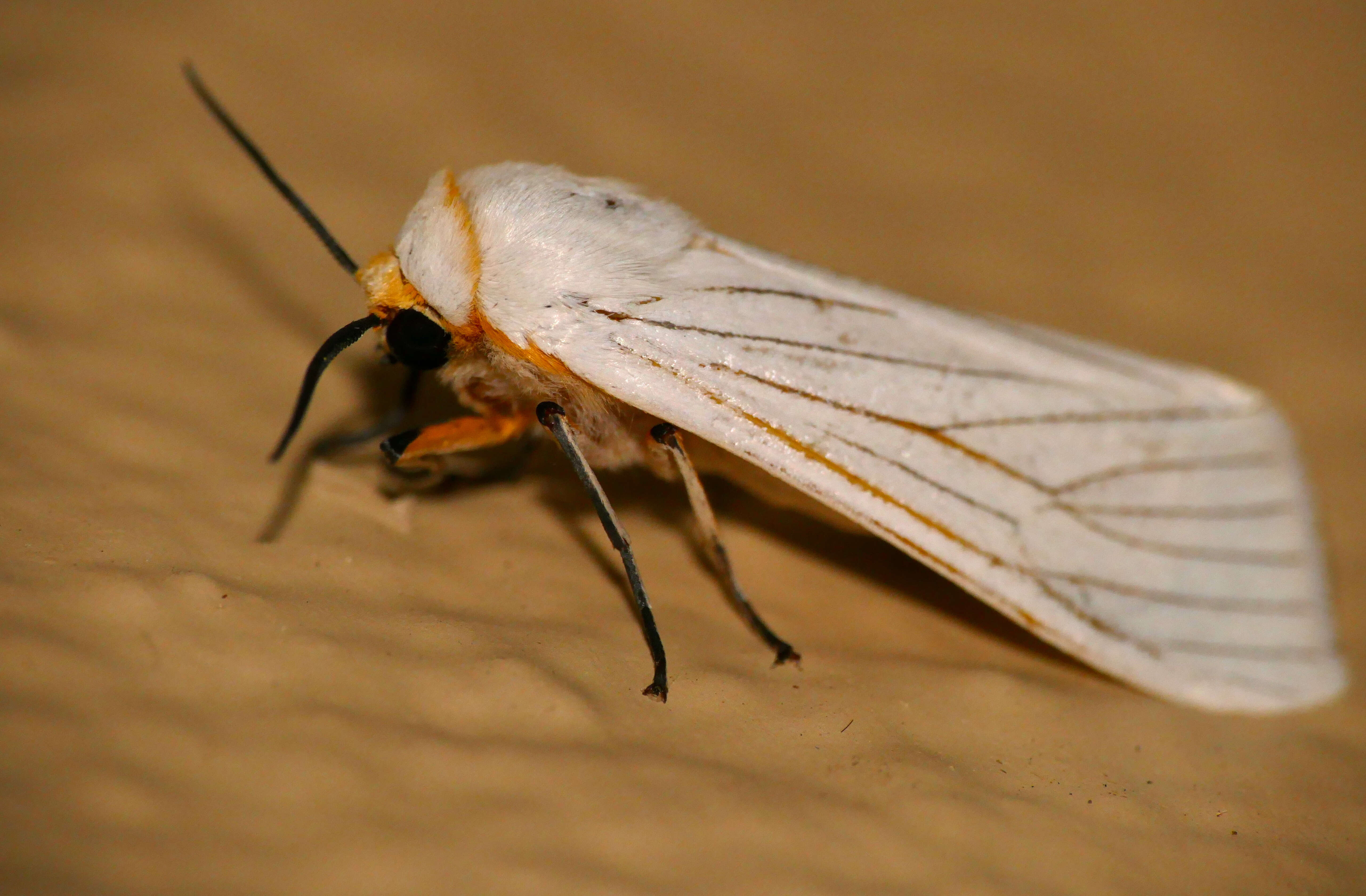 Image of Amsacta grammiphlebia Hampson 1901