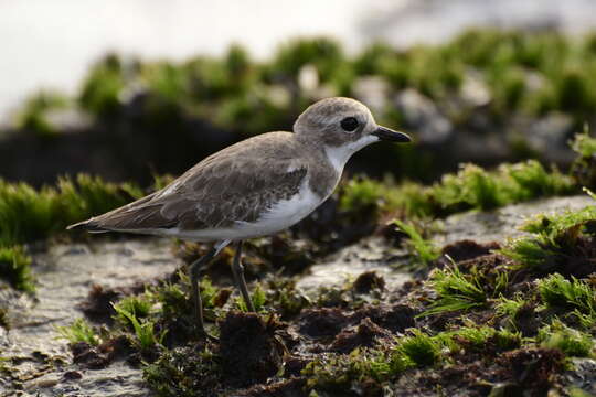 Image of Lesser Sand Plover