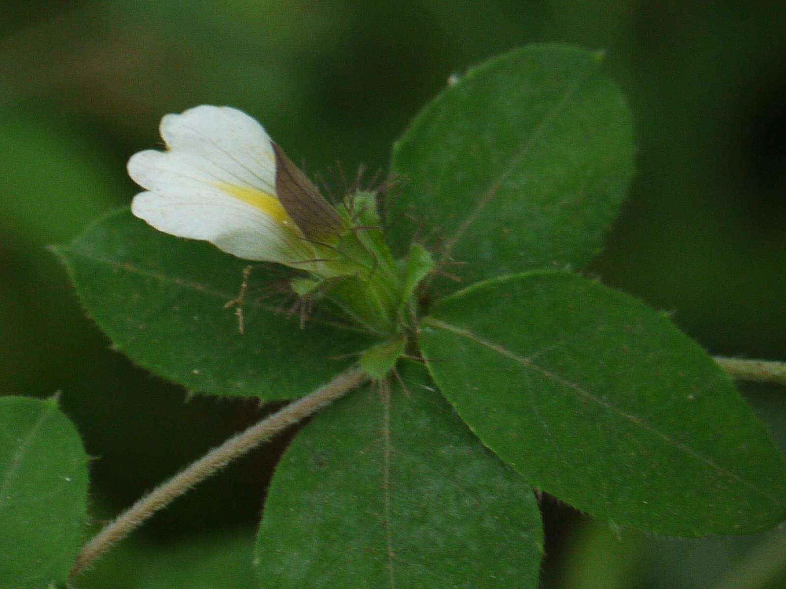 Image of Blepharis maderaspatensis (L.) Heyne ex Roth