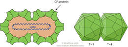 Image of Begomovirus