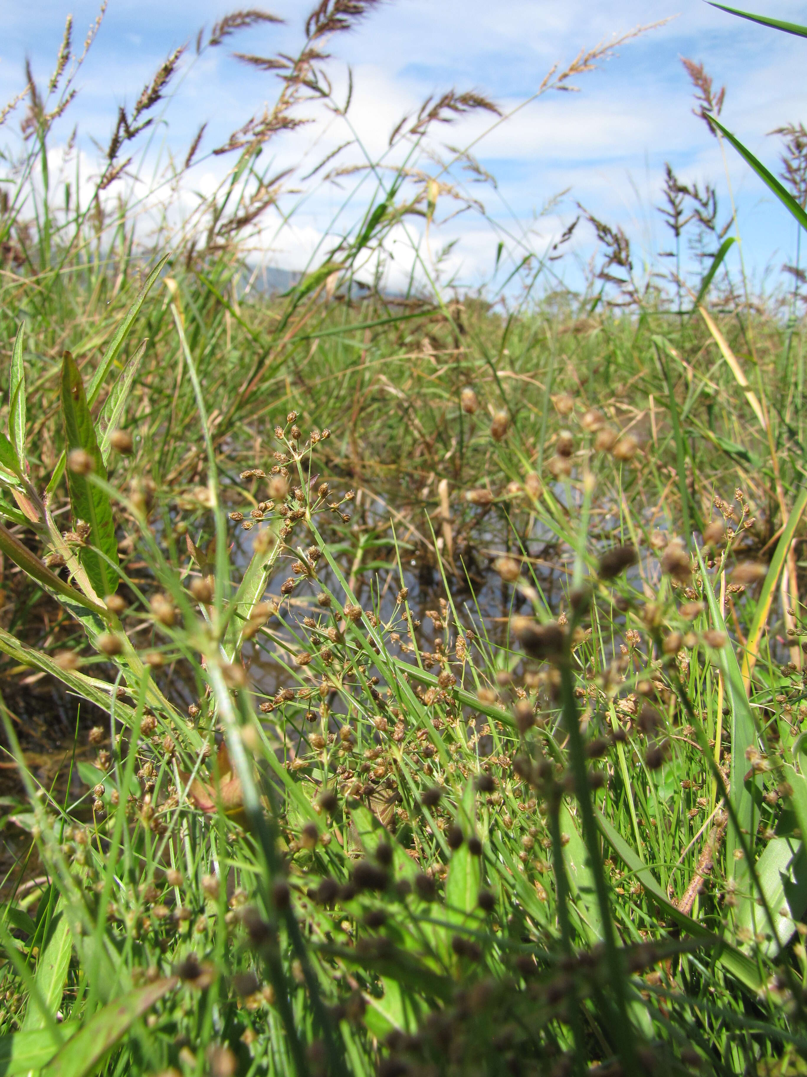 Image of Grass-Like Fimbristylis