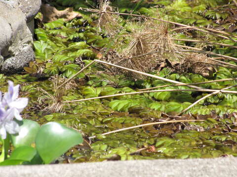 Image of Kariba-Weed