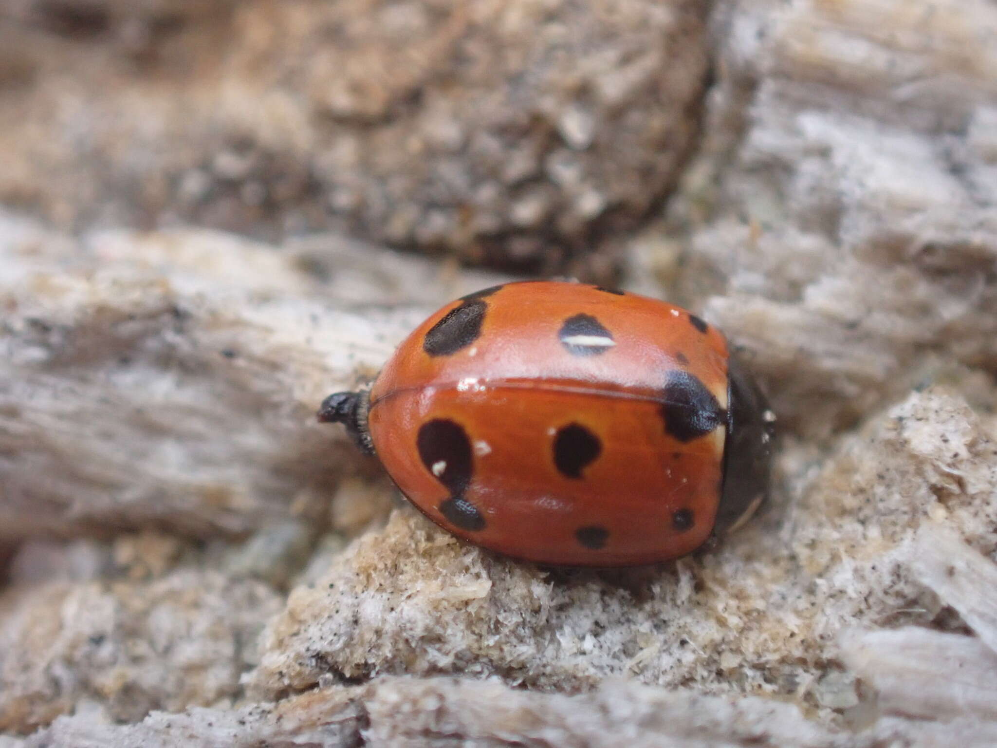 Image of 11-spot ladybird