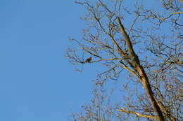 Image of Song Thrush