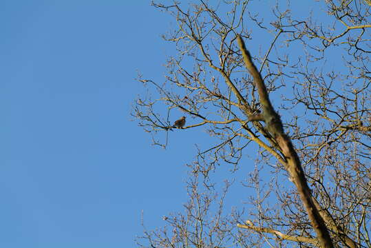 Image of Song Thrush