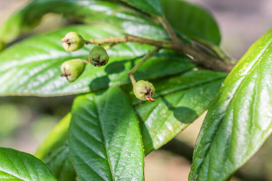 Image of cotoneaster