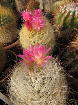 Image of Cactus