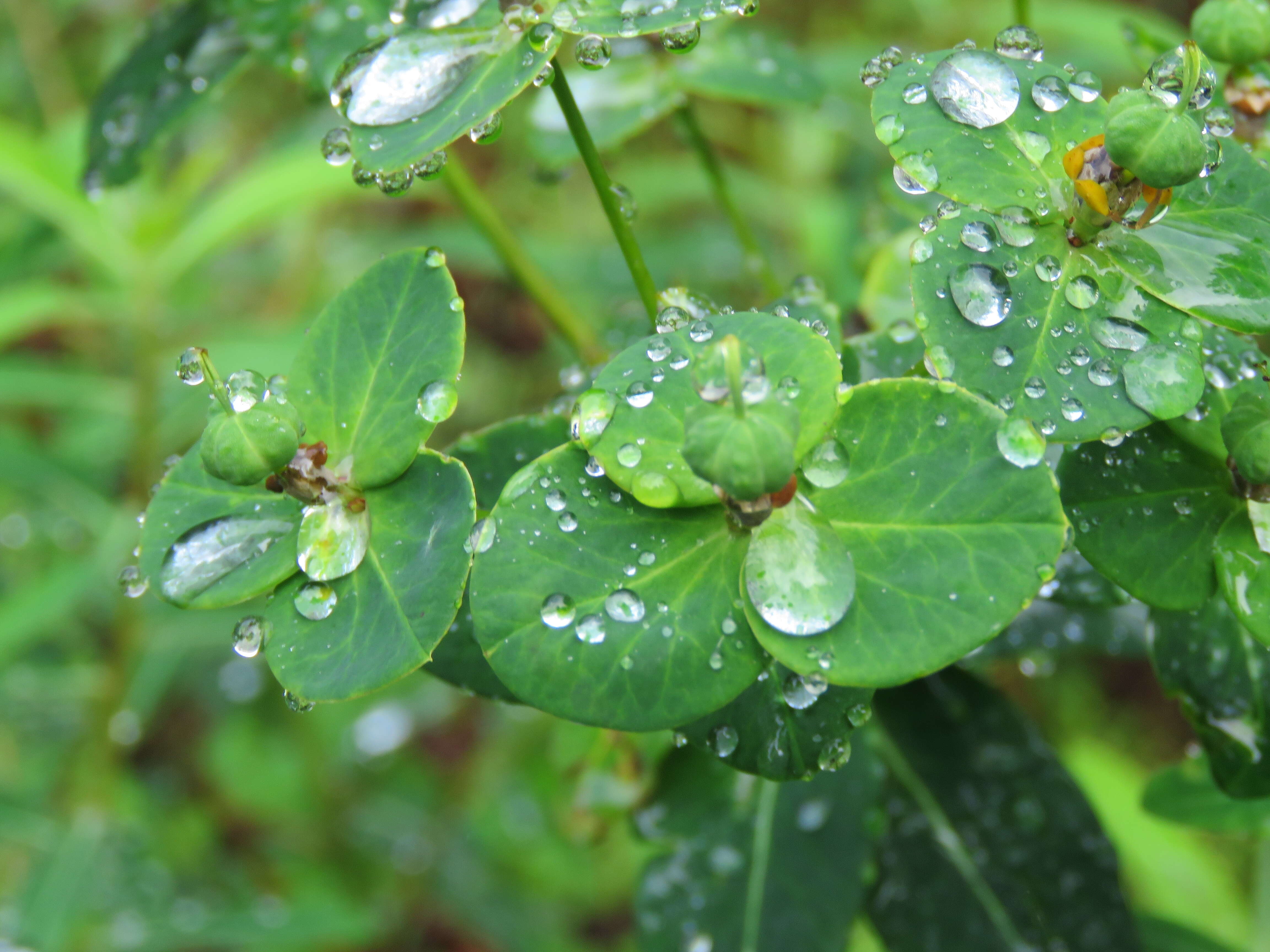 Image of Euphorbia wallichii Hook. fil.