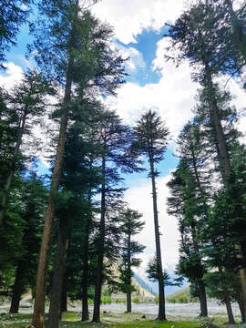 Image of Deodar cedar