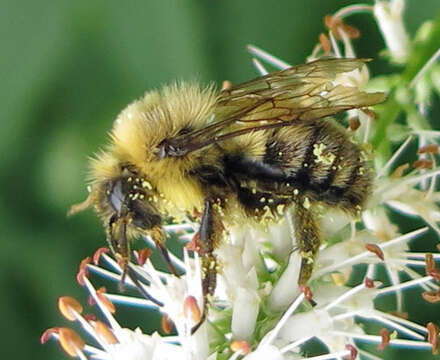 Image of Two-spotted Bumblebee