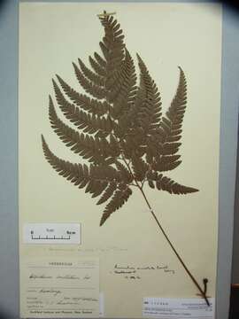 Image of East Indian hollyfern