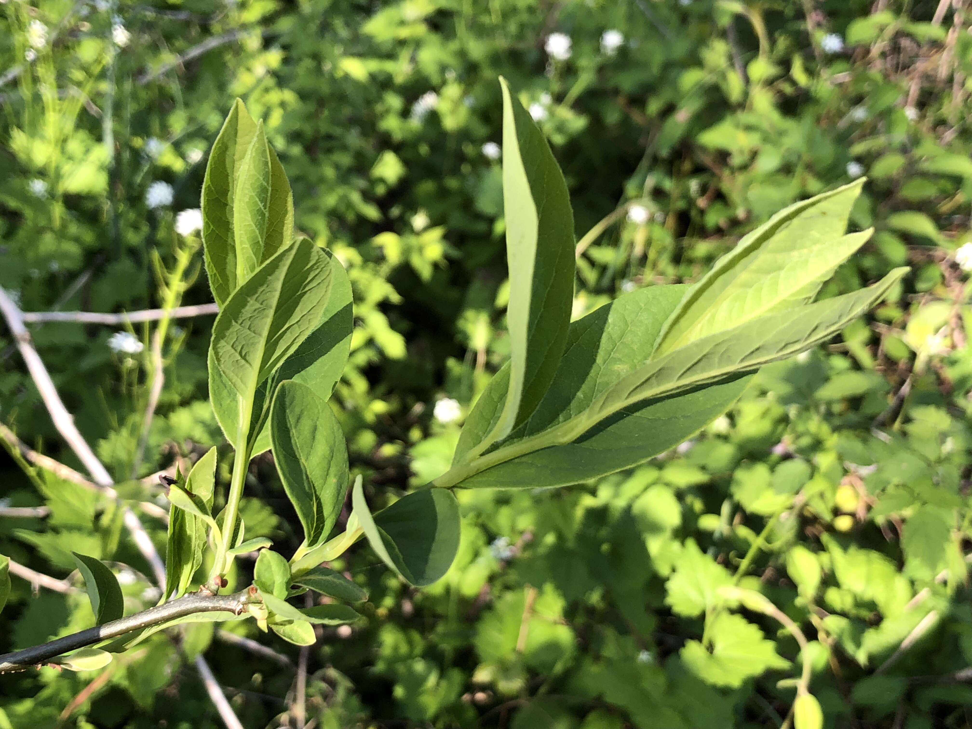 Image of northern spicebush