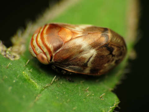 Image of Alder Spittlebug